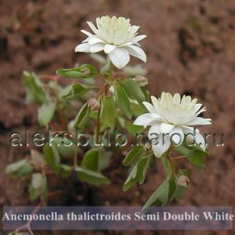 Anemonella thalictroides «Semi Double White»