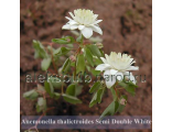 Anemonella thalictroides «Semi Double White»