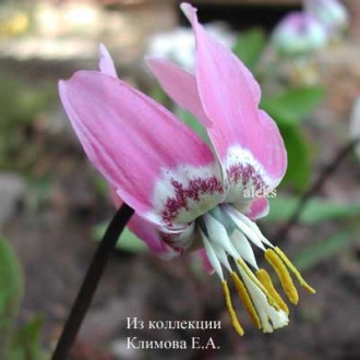 Erythronium sibiricum &quot;Сиреневое Чудо&quot;
