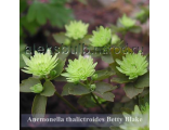 Anemonella thalictroides «Betty Blake»