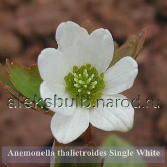Anemonella thalictroides «Single White»