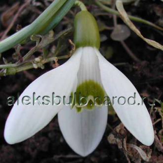 Galanthus Greenfield