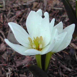 Colchicum szovitsii var. alba