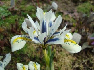 Iris sophenense x danfordae &quot;Avalanche&quot;