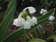 Allium paradoxum v. normale Talish. Продано